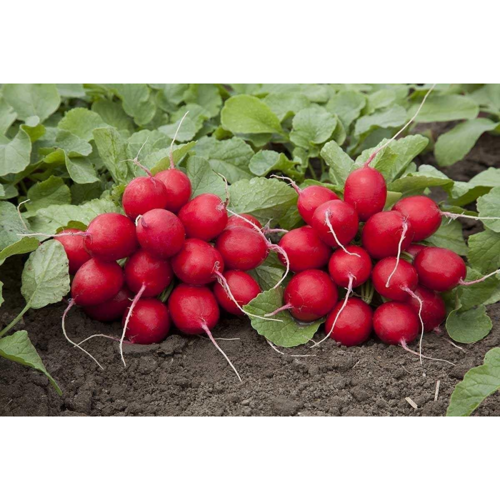 Насіння Редис Ронділ 3г / Rijk Zvaan