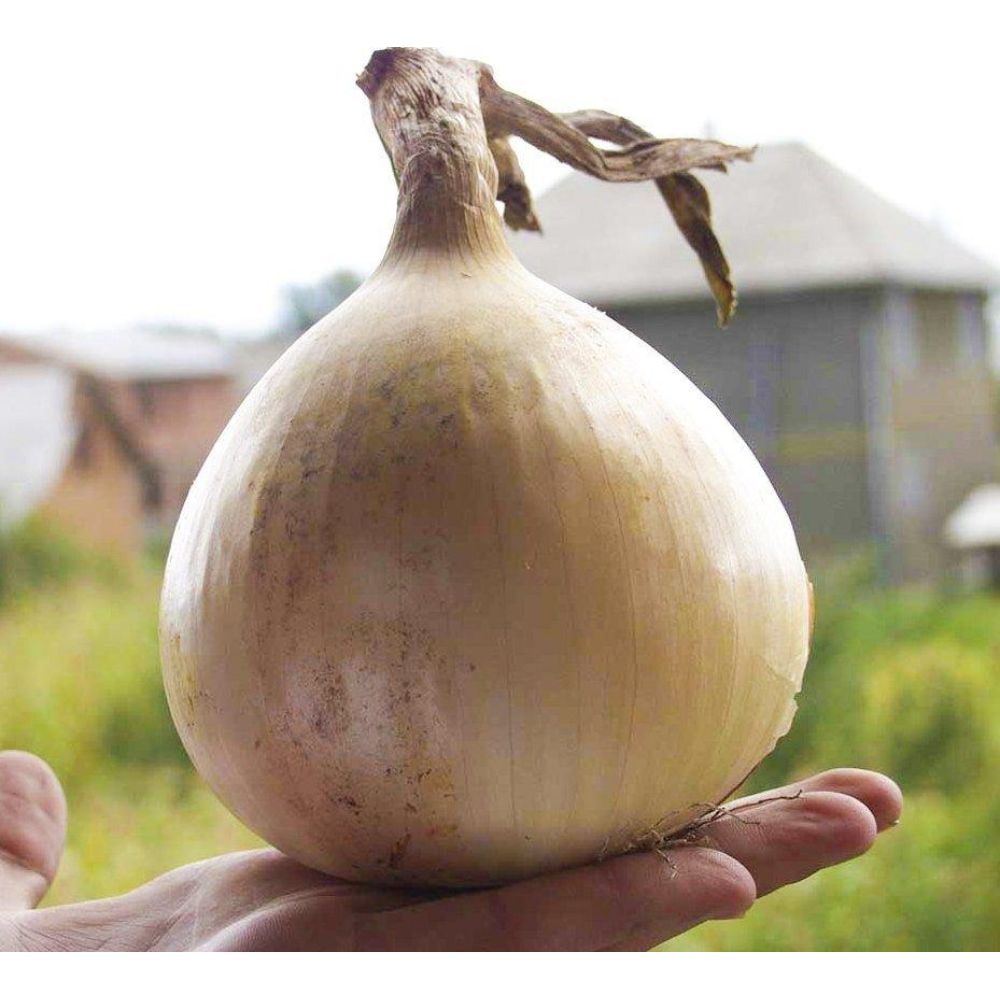 Цибуля салатна Ексібішен 0.5г / Bejo Zaden