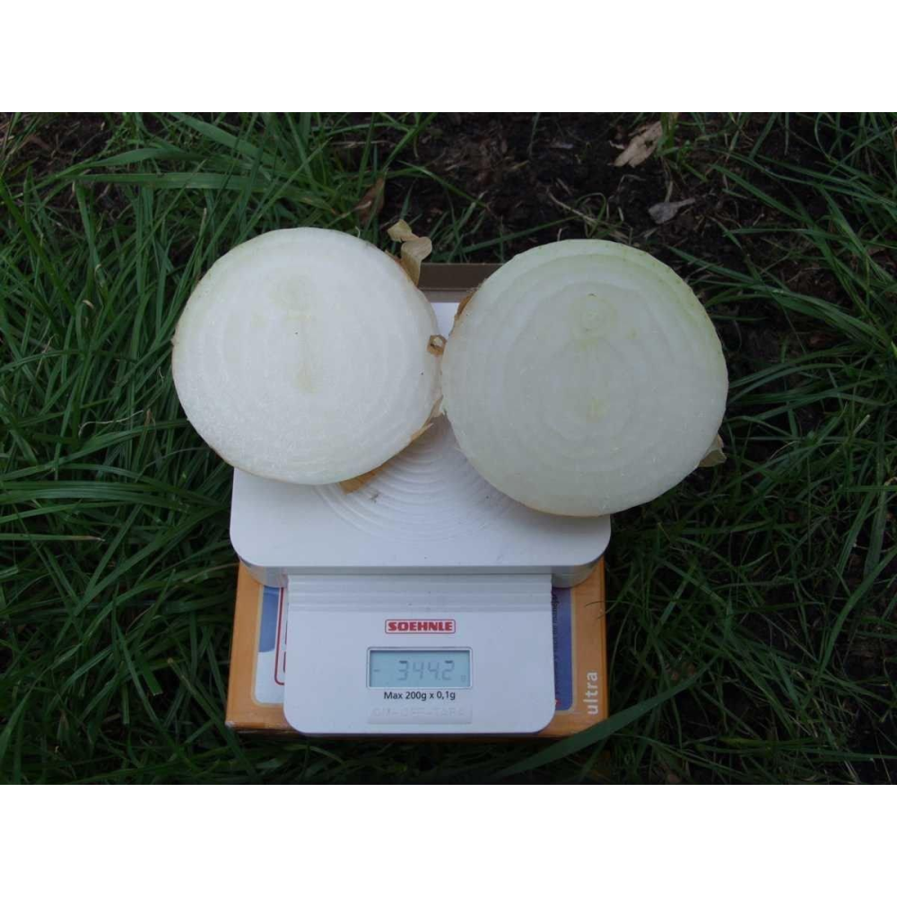 Цибуля салатна Ексібішен 0.5г / Bejo Zaden