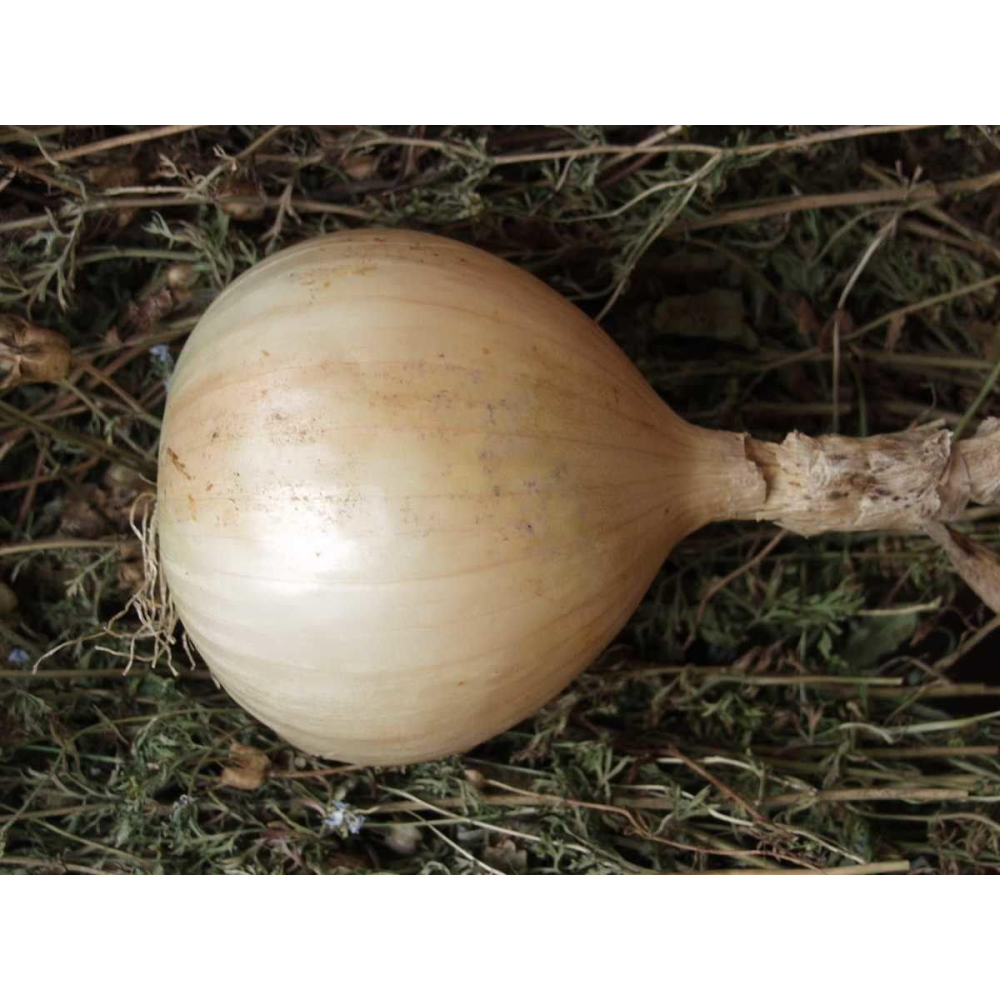 Цибуля салатна Ексібішен 0.5г / Bejo Zaden