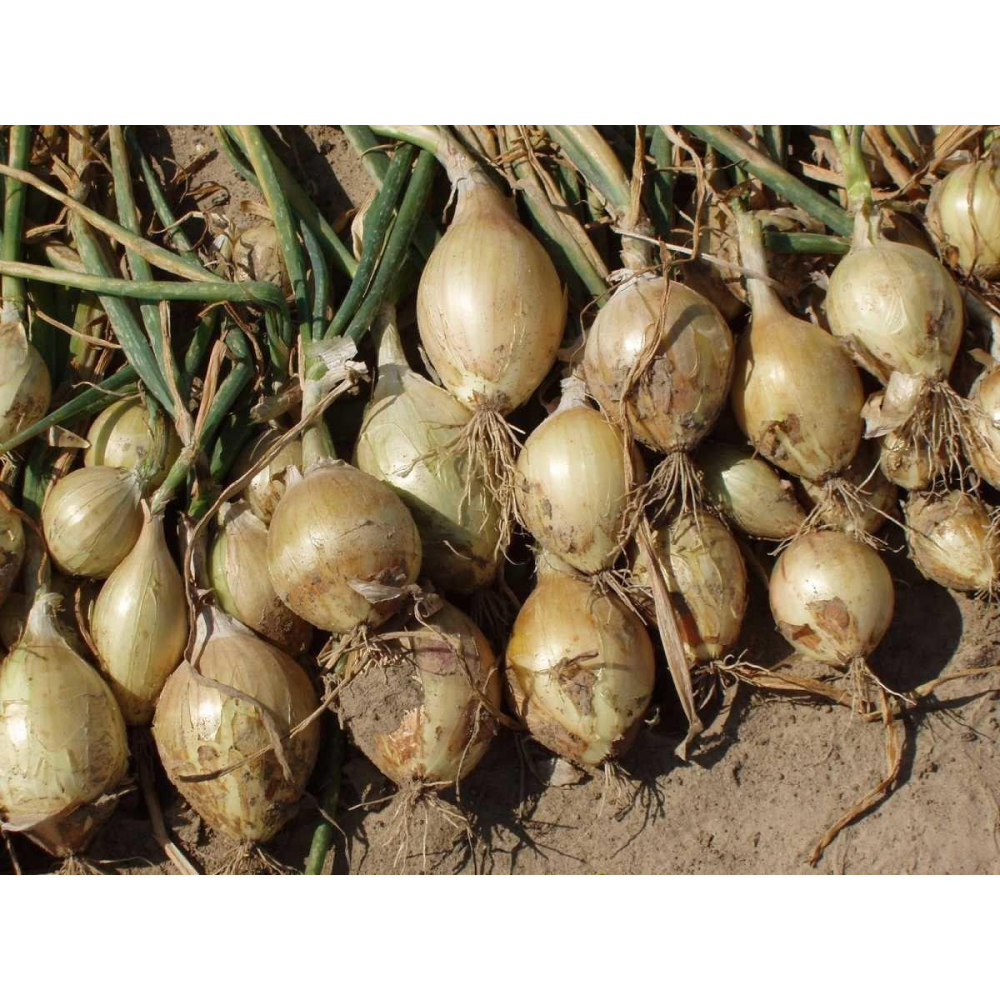 Цибуля салатна Ексібішен 0.5г / Bejo Zaden