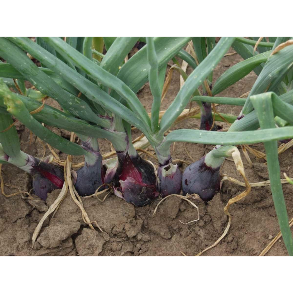 Цибуля Ред барон 1г /Bejo Zaden