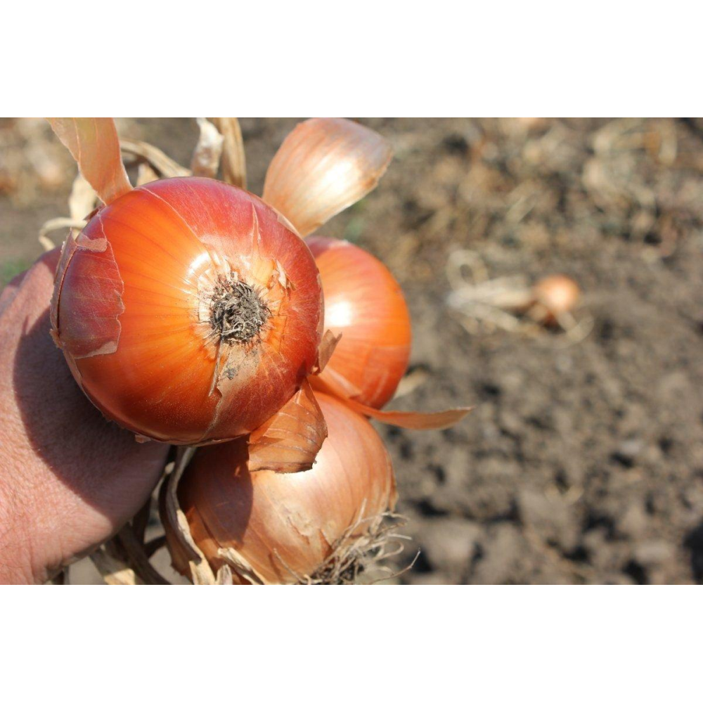 Цибуля Фенікс F1 200 шт / Wing Seed