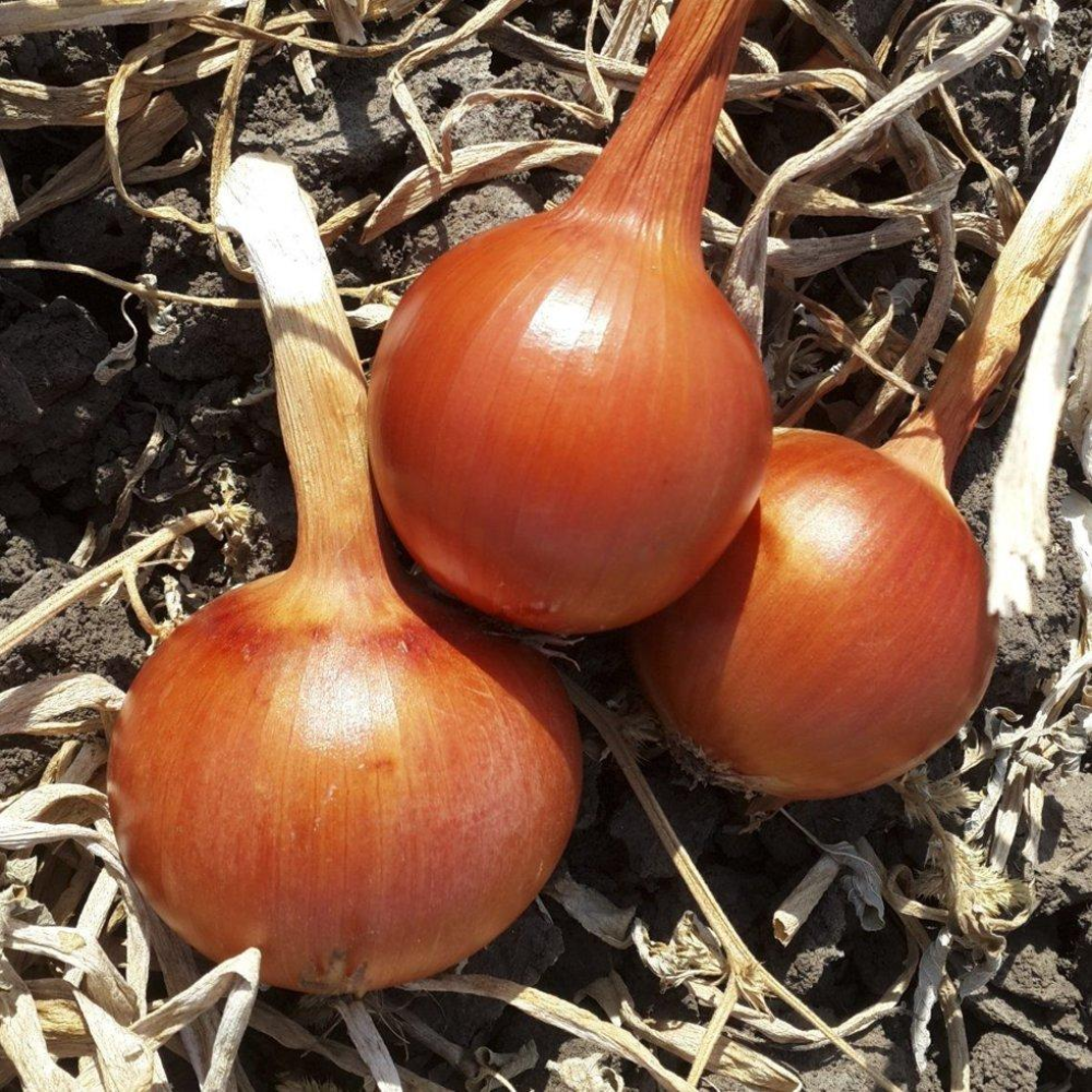 Цибуля Фенікс F1 200 шт / Wing Seed