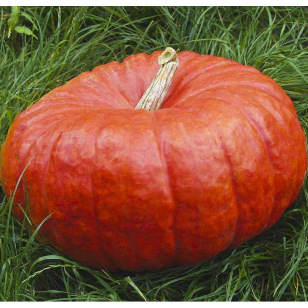 Гарбуз Руж Віф Дьетамп 10шт / Tezier