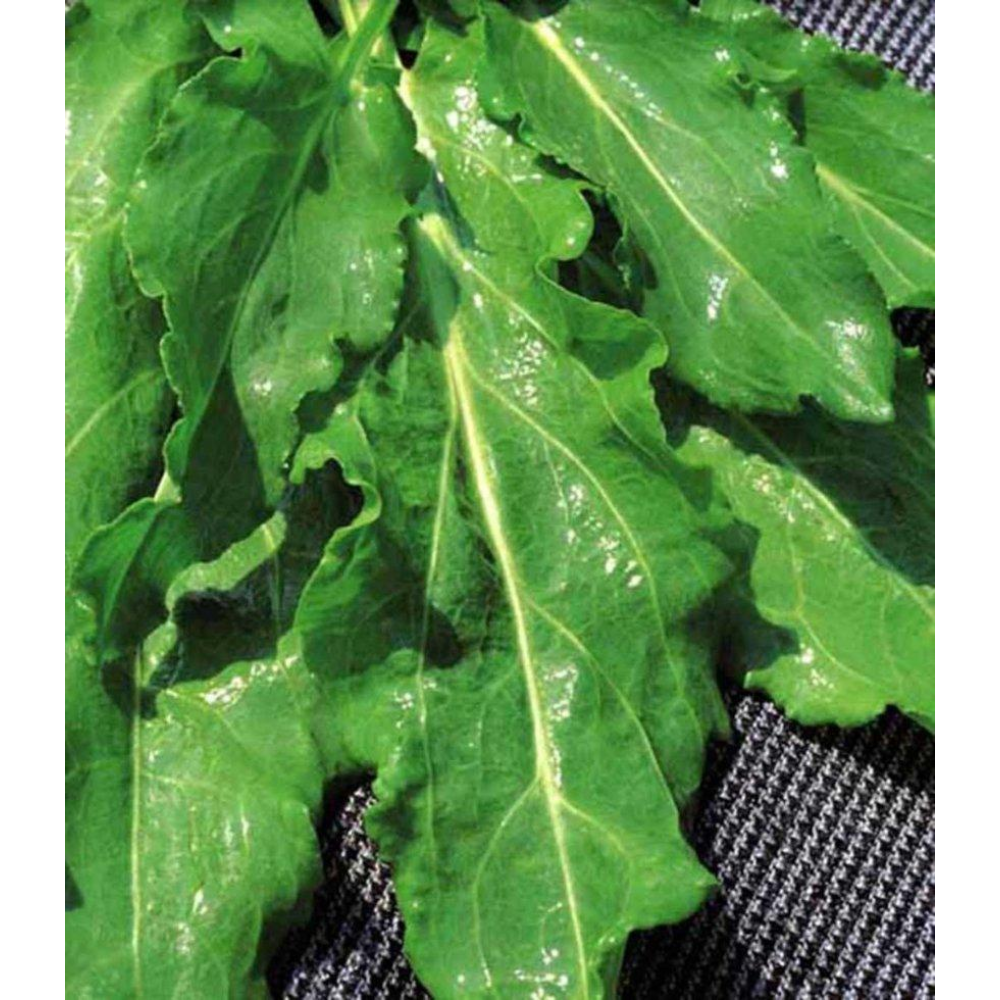 Щавель Бельвильский 1г / Hem Zaden