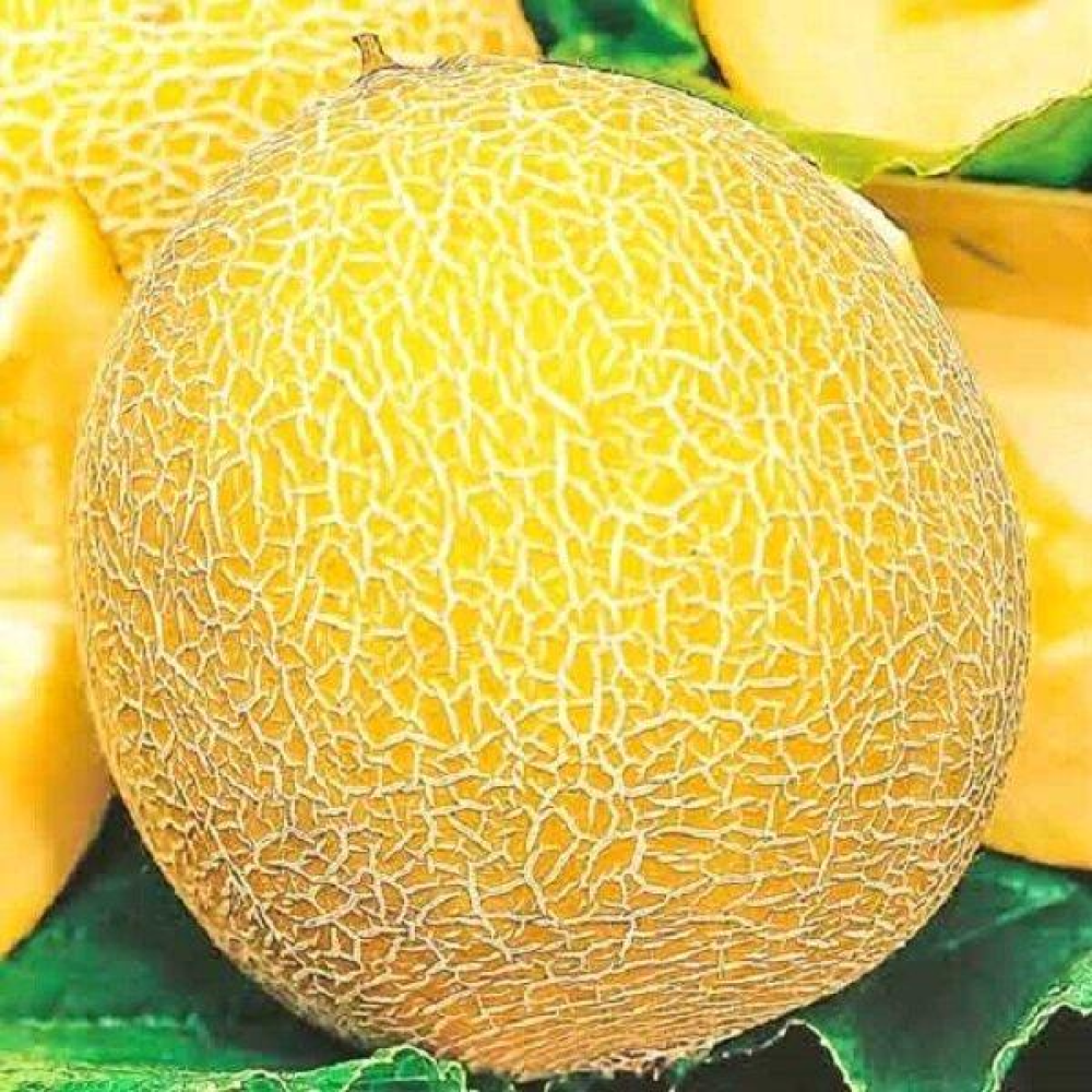 Диня Леся 2г