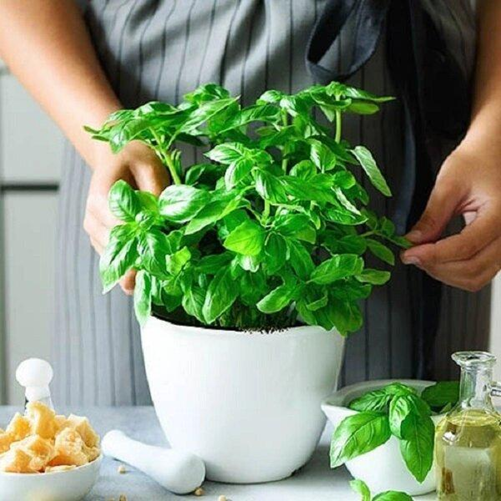 Базилік вазонный зелений 0,5 г