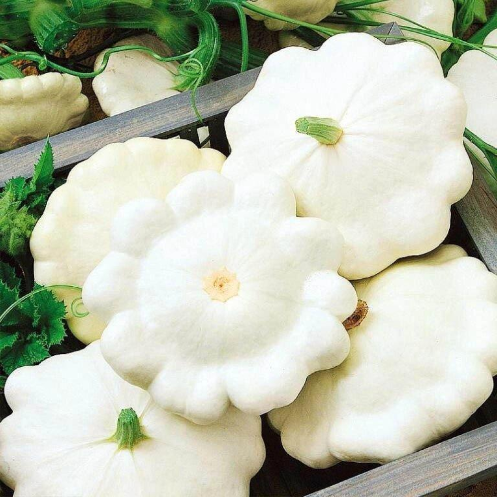 Патісон білий 3г