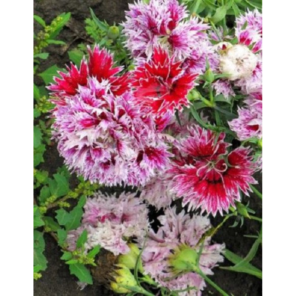 Гвоздика Китайська суміш Малишка Доллі махрова 0.2 г