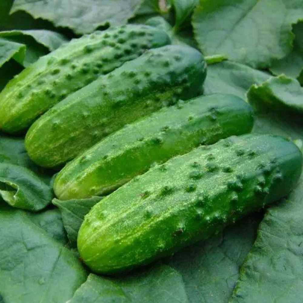 Огірок Соловей 15 шт