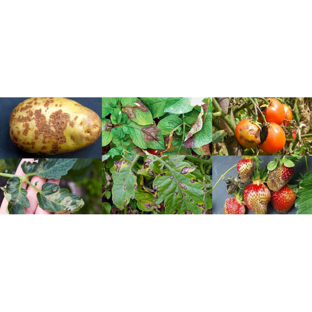 Фунгіцид Квадріс 250 SC к.с. 6 мл, Syngenta