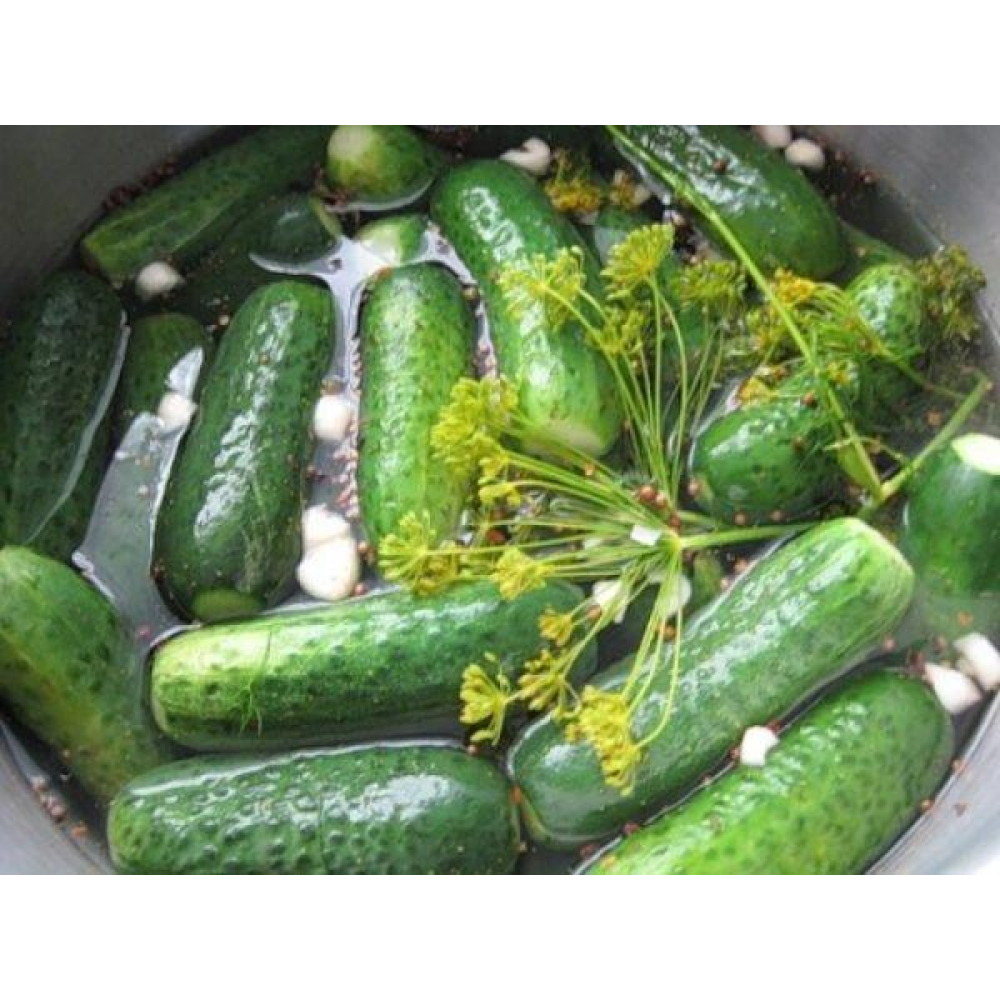 Огірок Бочковий засол F1  15 шт