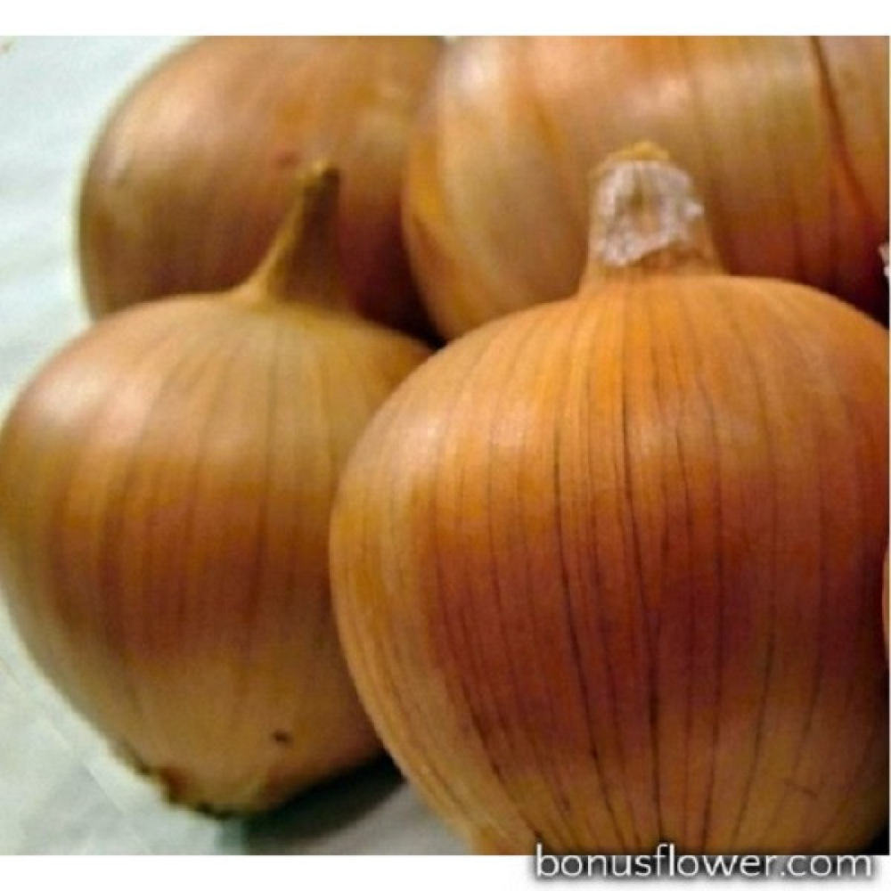 Цибуля сіянка озима Амфора (Amfora) 8/21 1кг Голландія Broer