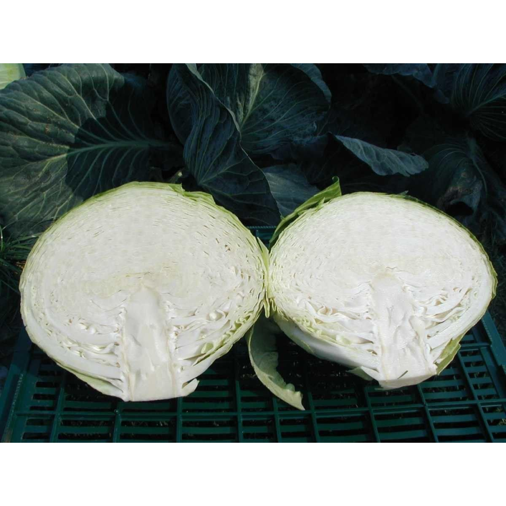 Капуста Бригадир F1 20шт /Clause