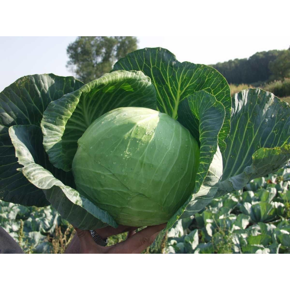 Капуста Бригадир F1 20шт /Clause