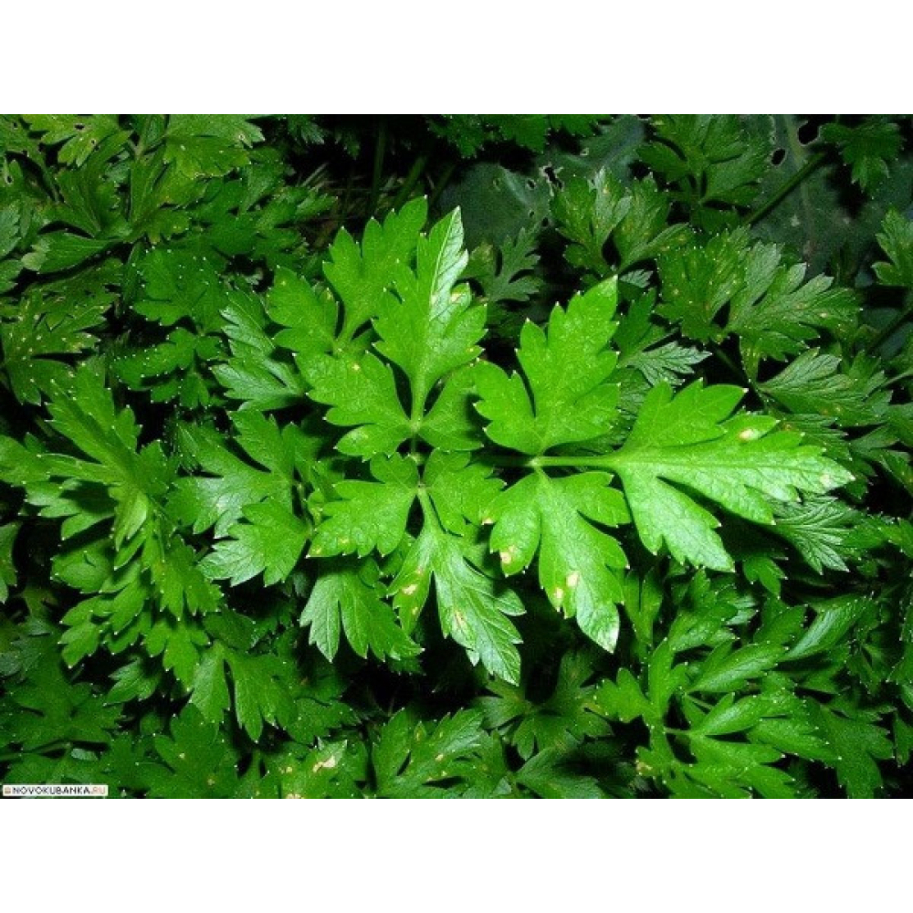 Петрушка листова Маестро 1г / Anseme