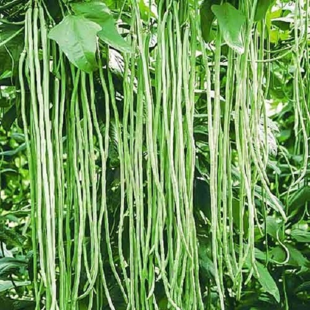 Вігна Людмила 10г