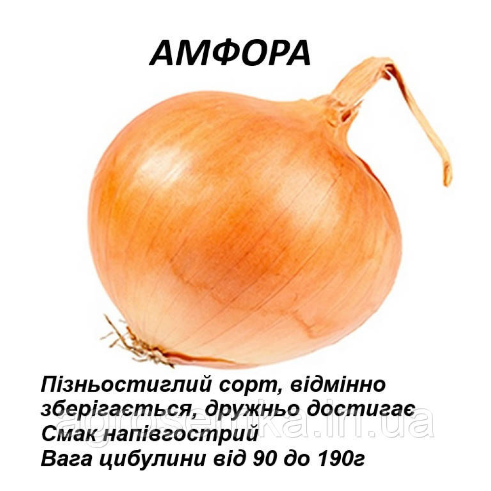 Цибуля сіянка озима Амфора (Amfora) 8/21 1кг Голландія Broer