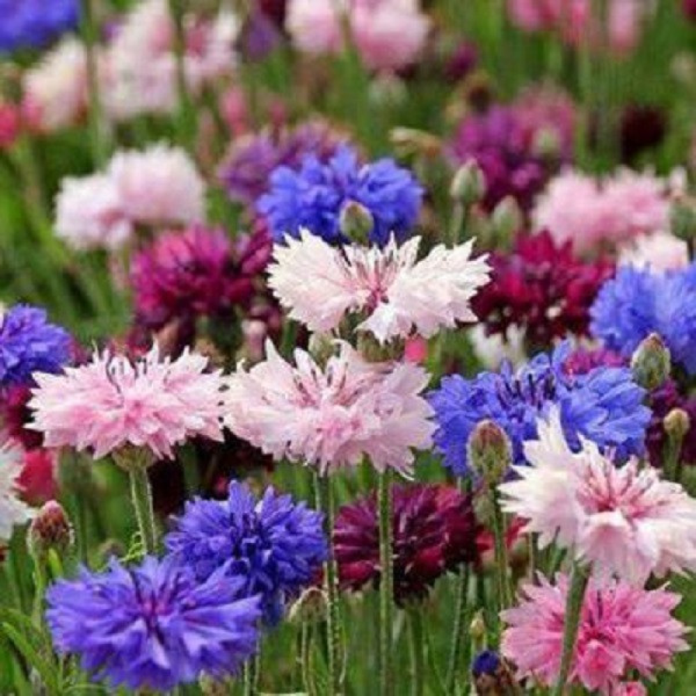 Волошка суміш Чарівний Аромат махрова 0.5