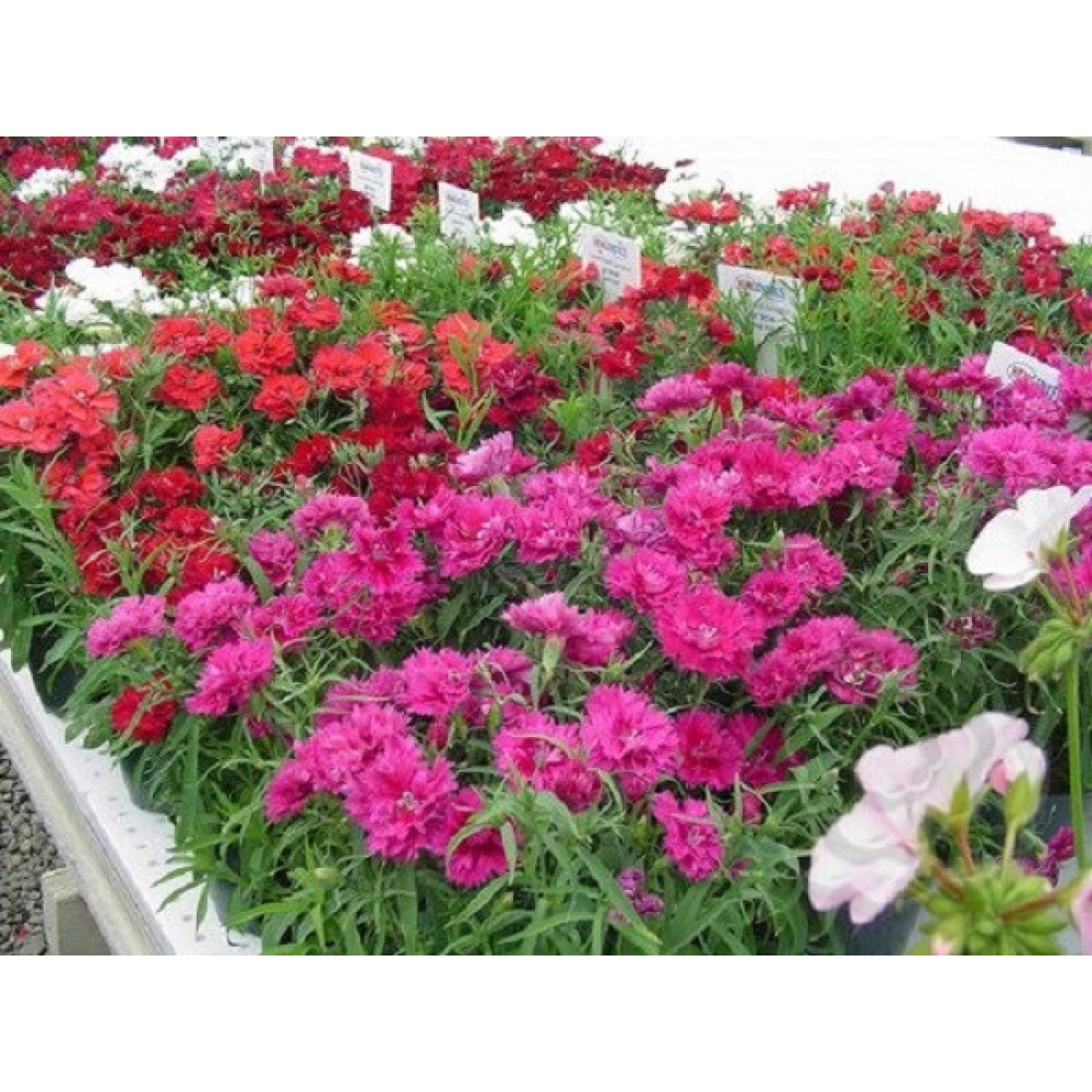 Гвоздика Китайська суміш махрова 0.2 г