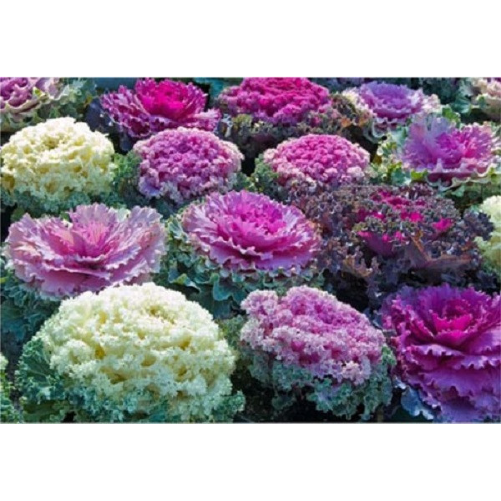 Капуста декоративна 0.2 г