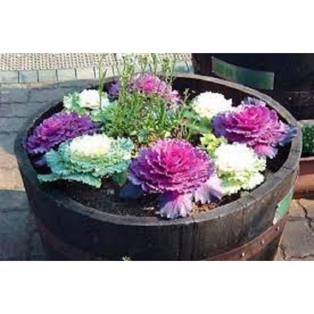 Капуста декоративна 0.2 г