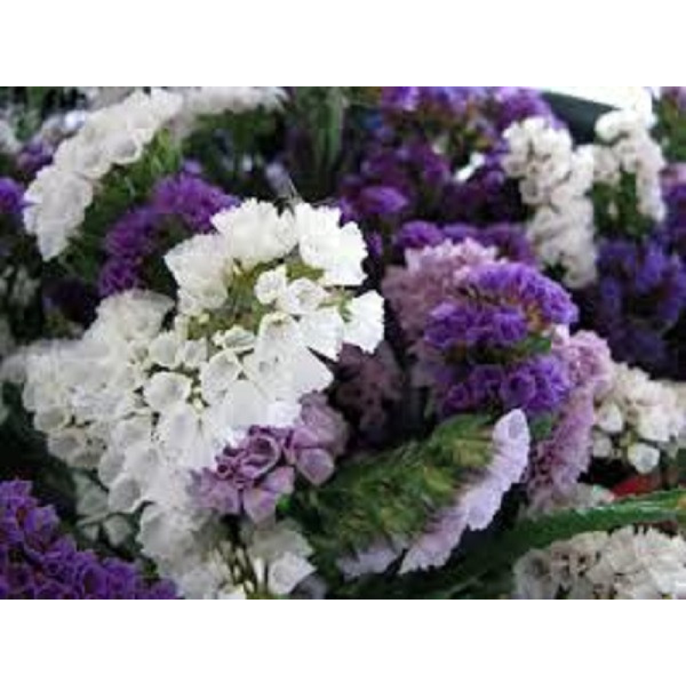 Лімоніум Ажурний Білий (Статиця) 0.2 г