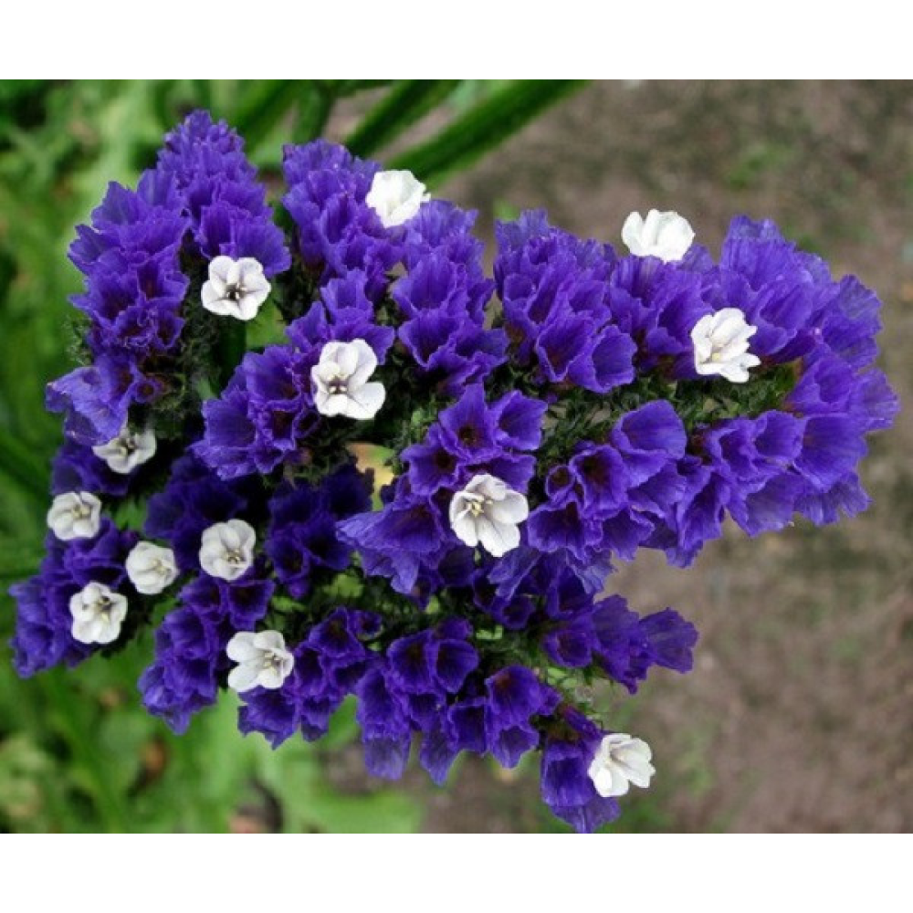 Лімоніум Ажурний Блакитний (Статиця) 0.2 г