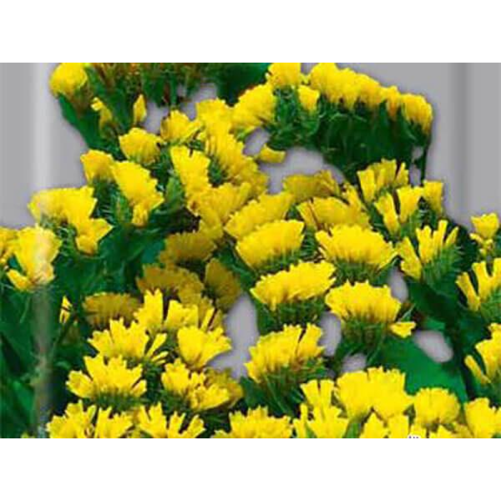 Лімоніум Ажурний Жовтий (Статиця) 0.2 г