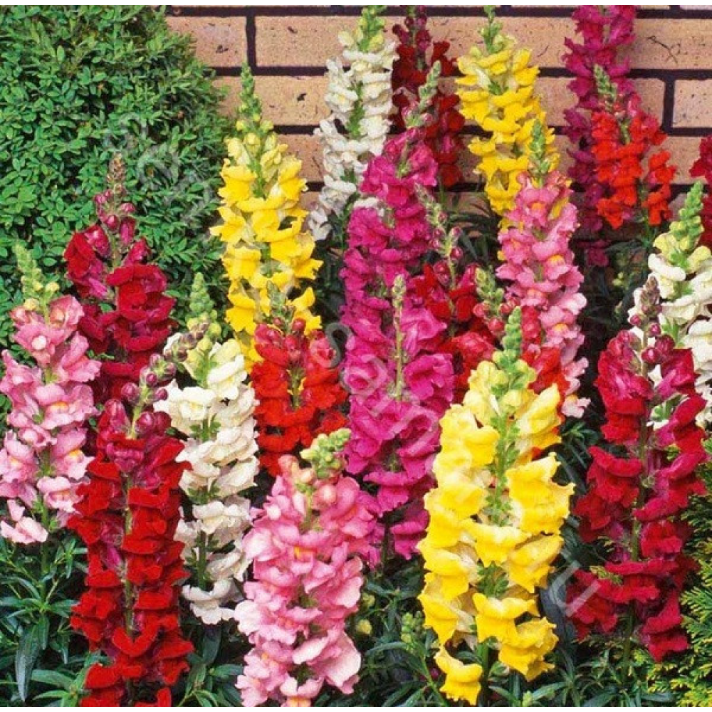 Ротики суміш Магія 0.2 г