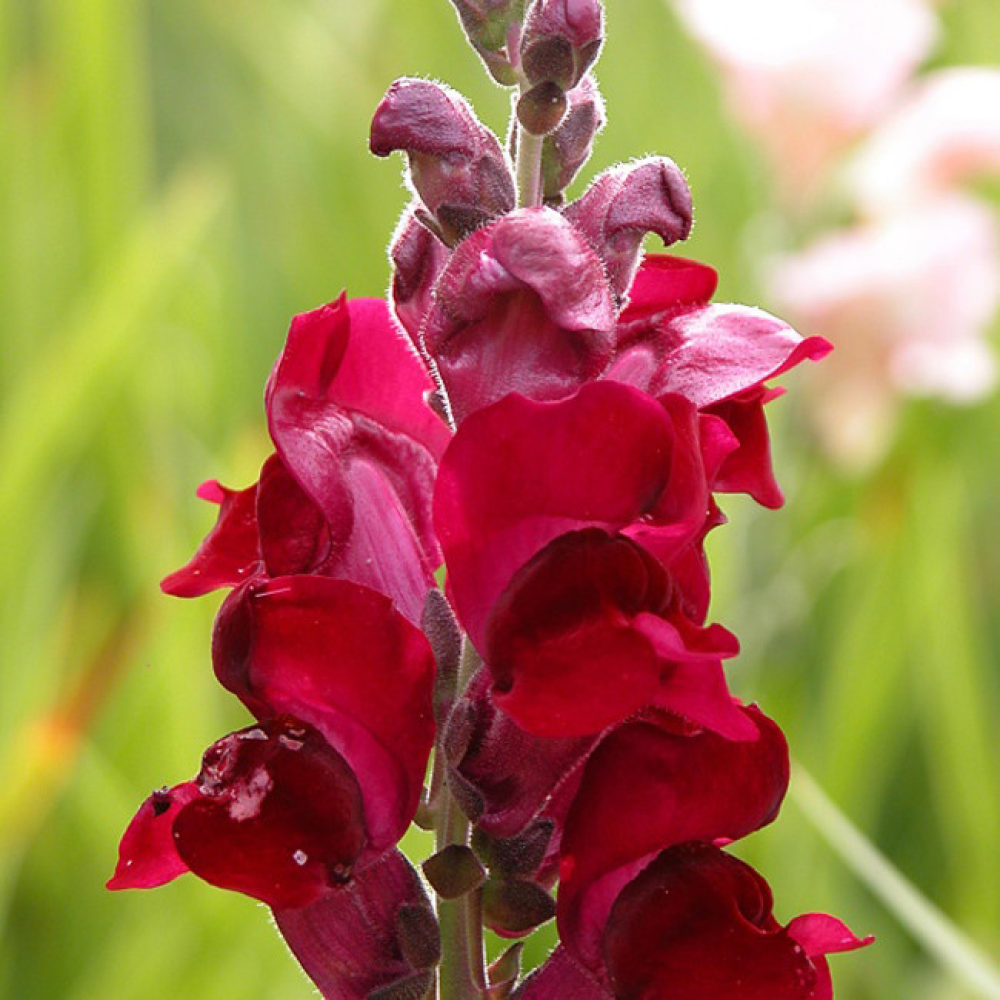 Ротики суміш Магія 0.2 г