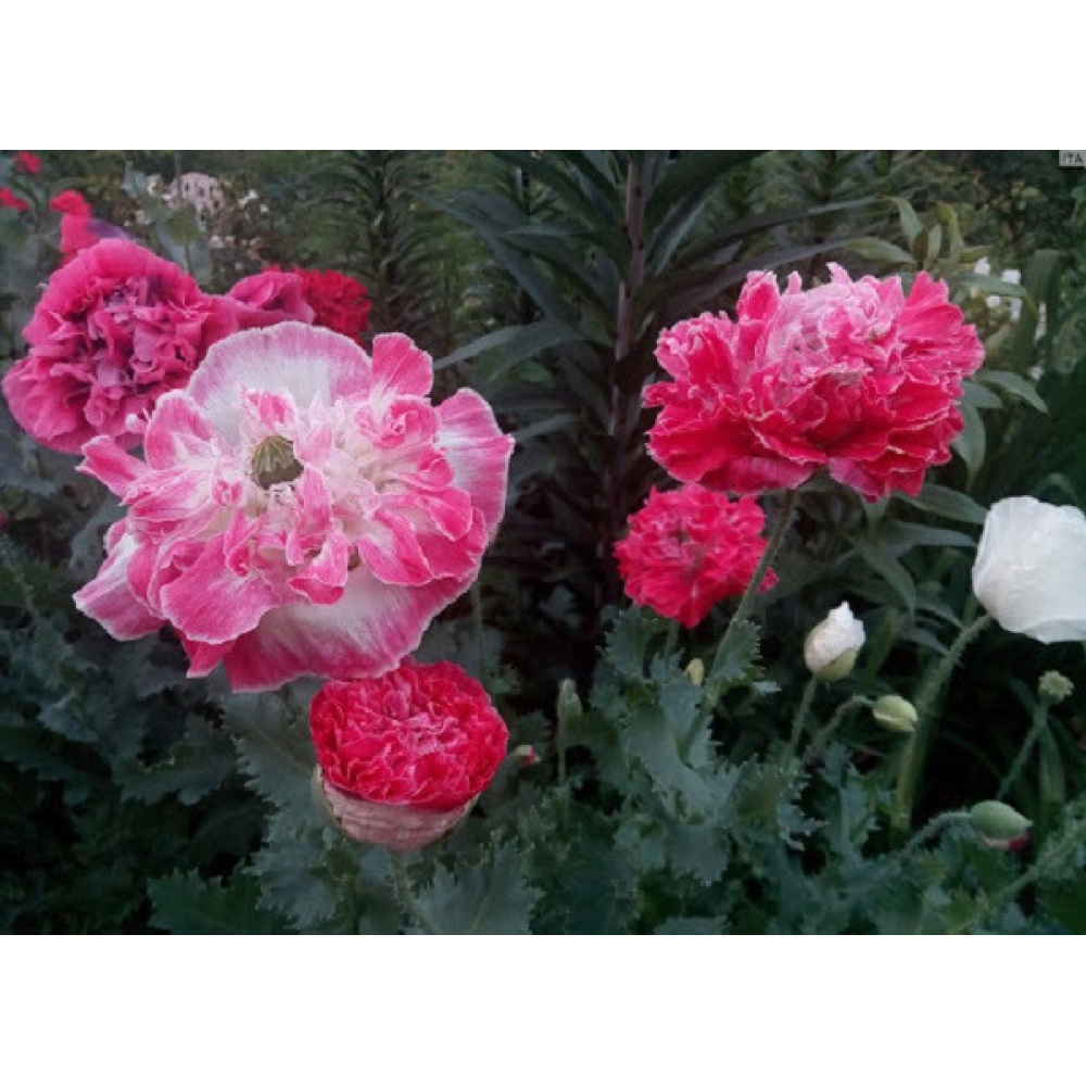 Мак снодійний махрова суміш 0.2 г