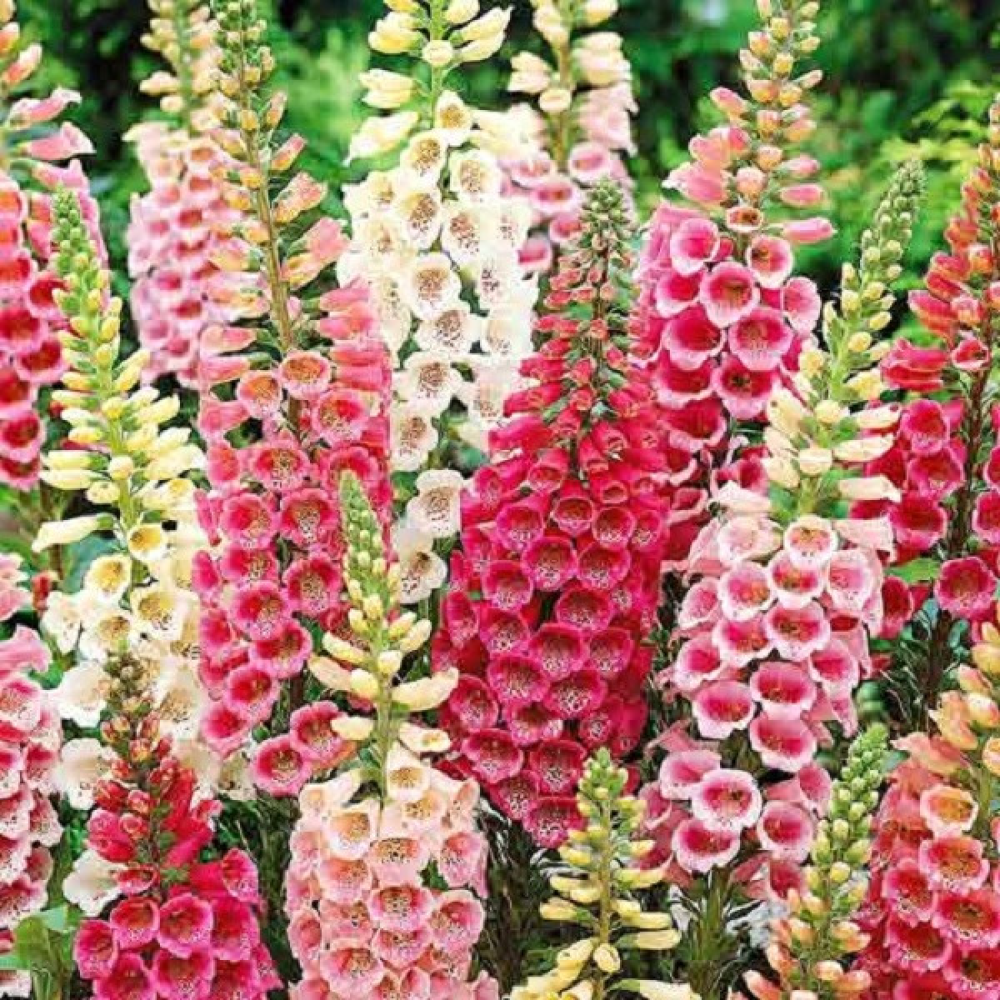 Наперстянка Ексельсіор суміш 0.2 г