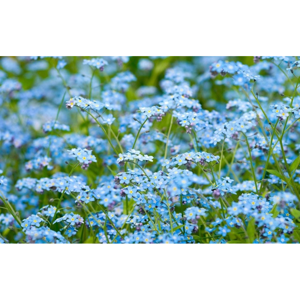 Незабудка суміш 0.1г