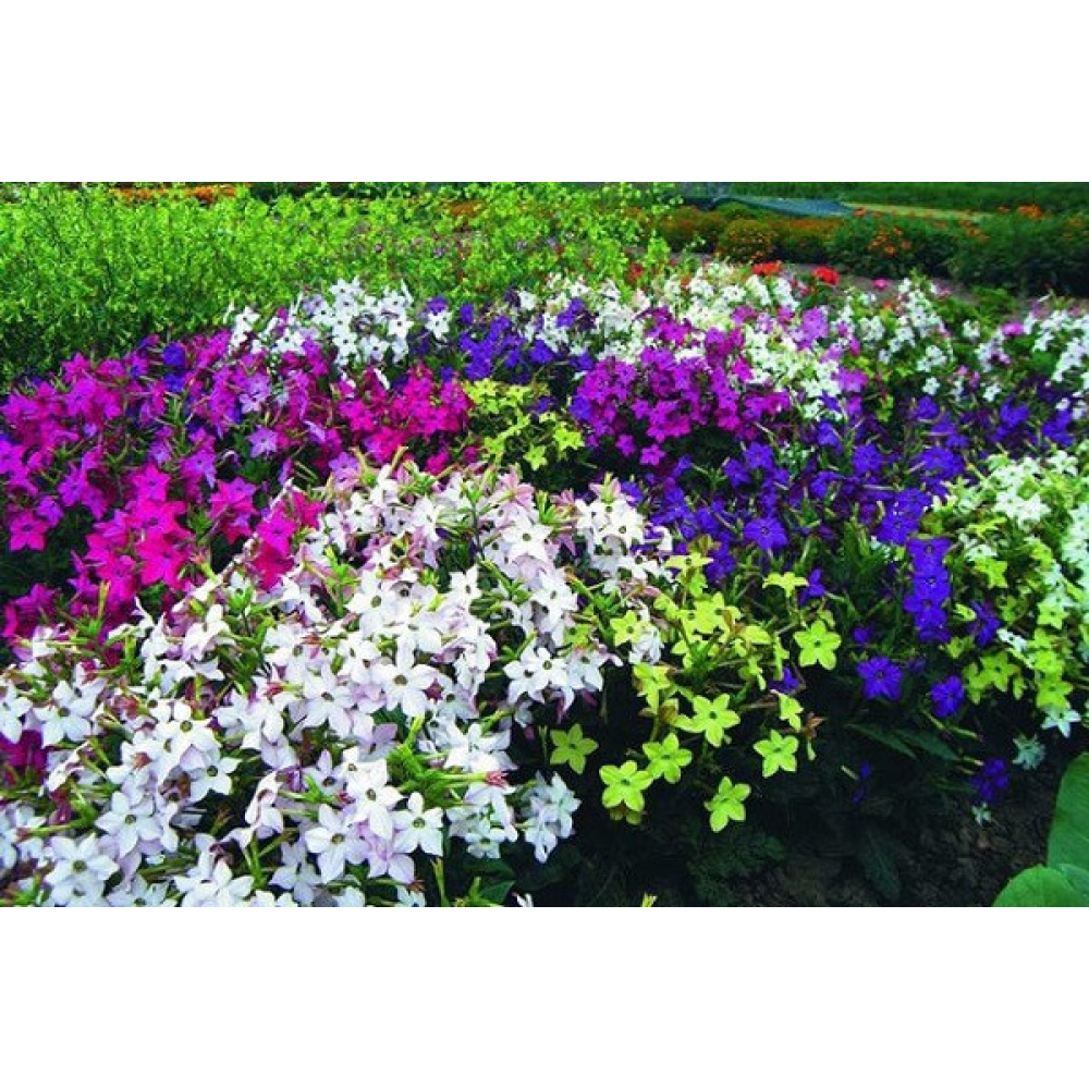 Тютюн крилатої суміші Сенансації