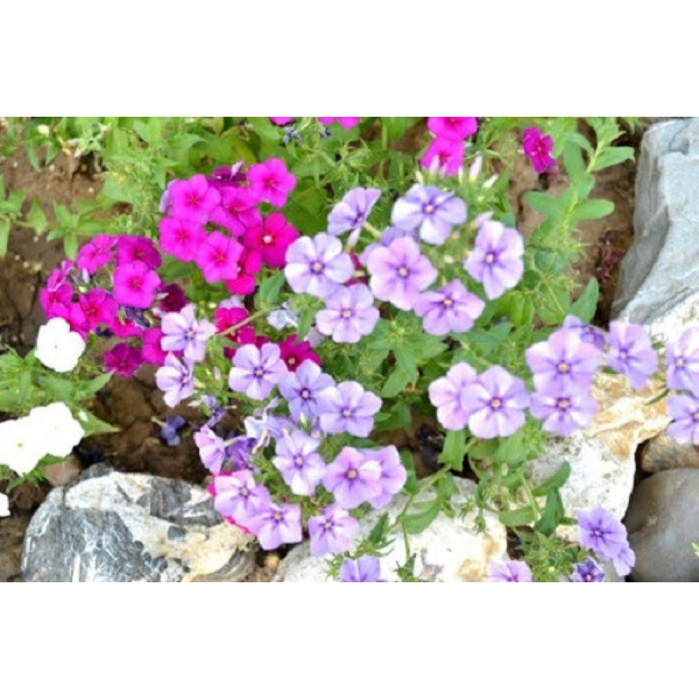 Флокс друммонду суміш Цецилія 0.3г