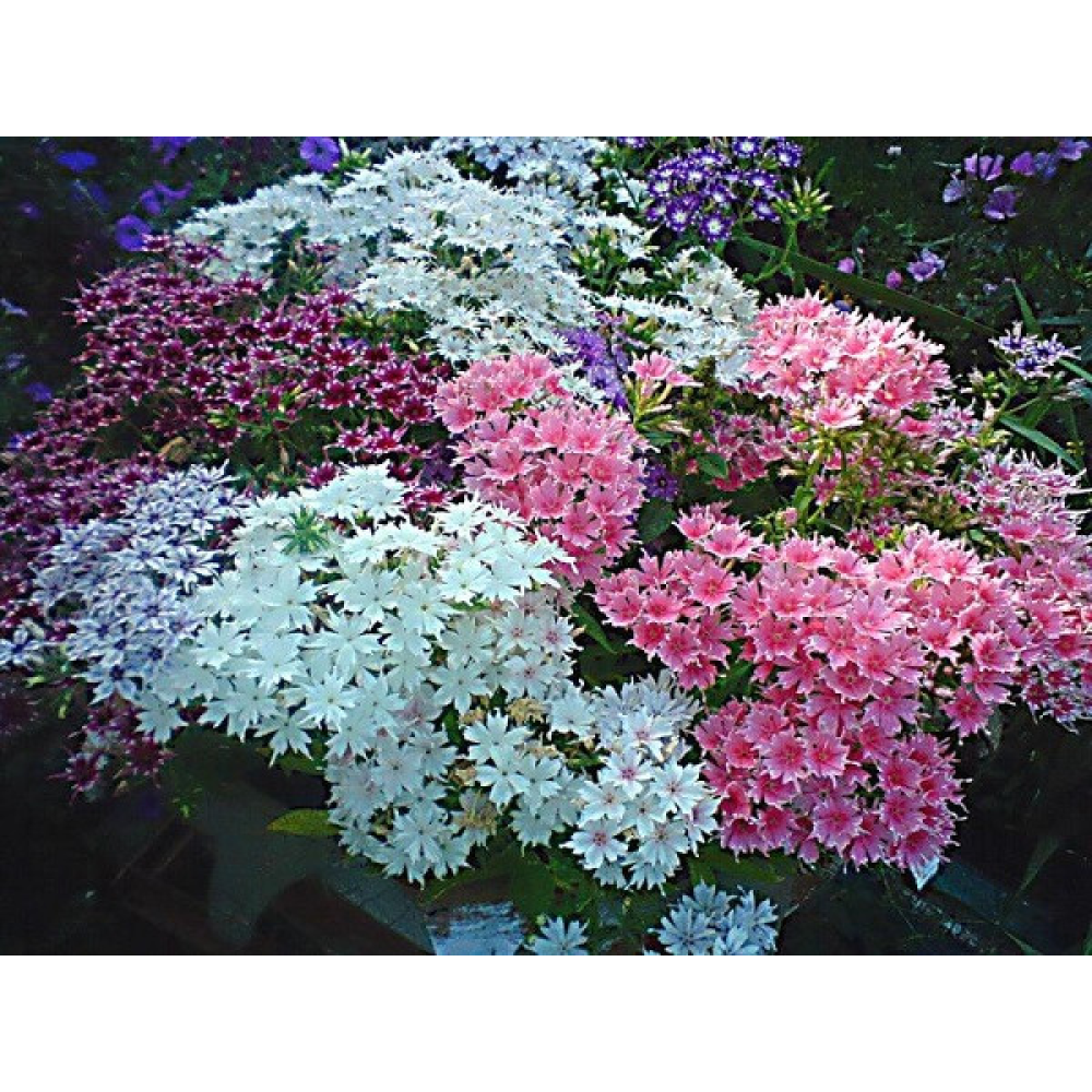 Флокс суміш Красуня 0.3г