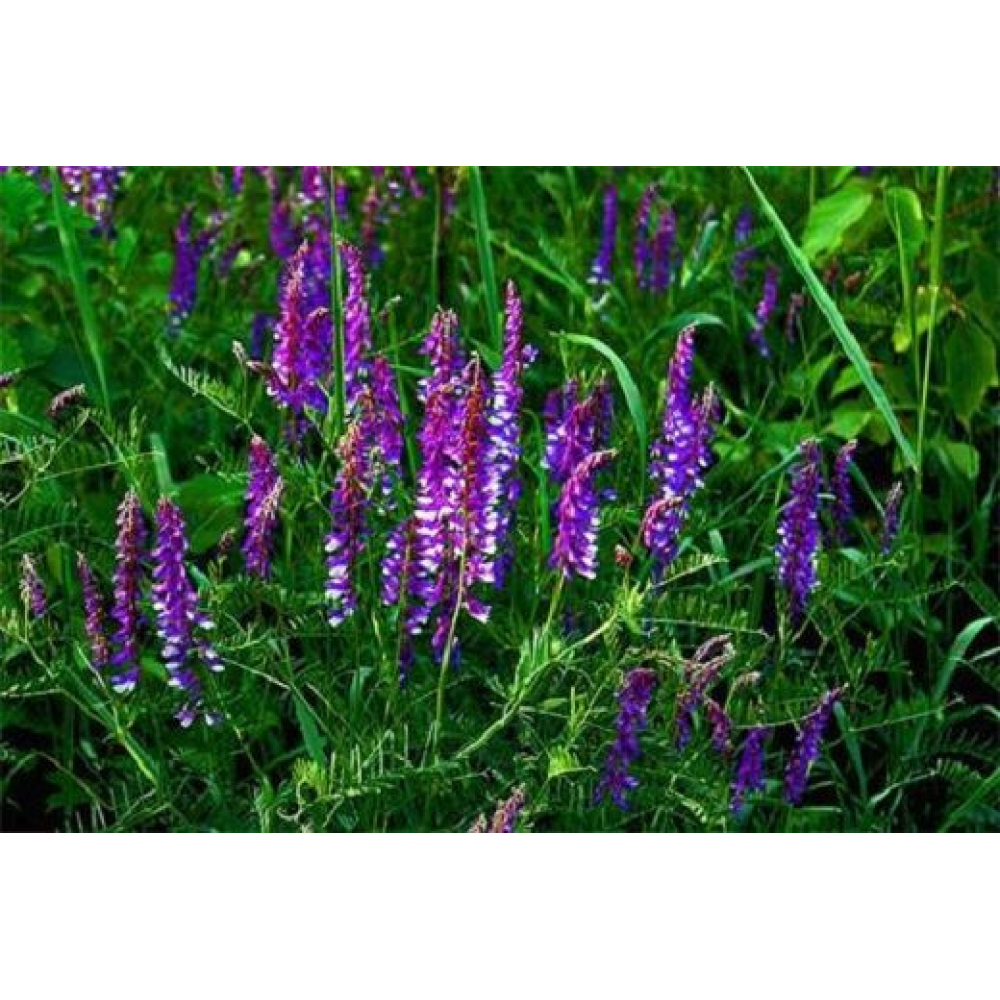 Насіння трави Люцерна (магнічена) багаторічна посівна,1 кілограм урожай 2023 г