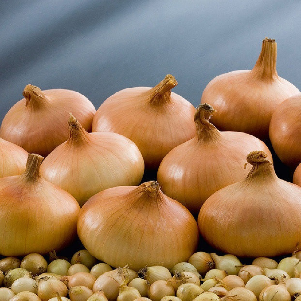 Цибуля сівок озима Штутгартен Стенфілд 8/21 (Stuttgarter Stanfield) 1кг