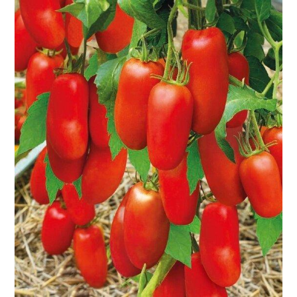 Насіння Томат Сибірський Застільний 0.1г