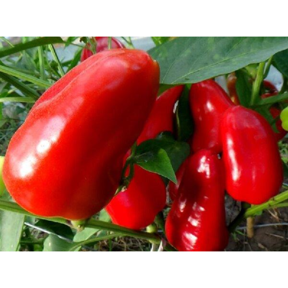 Насіння Перець Фаршировочный 0,3 г