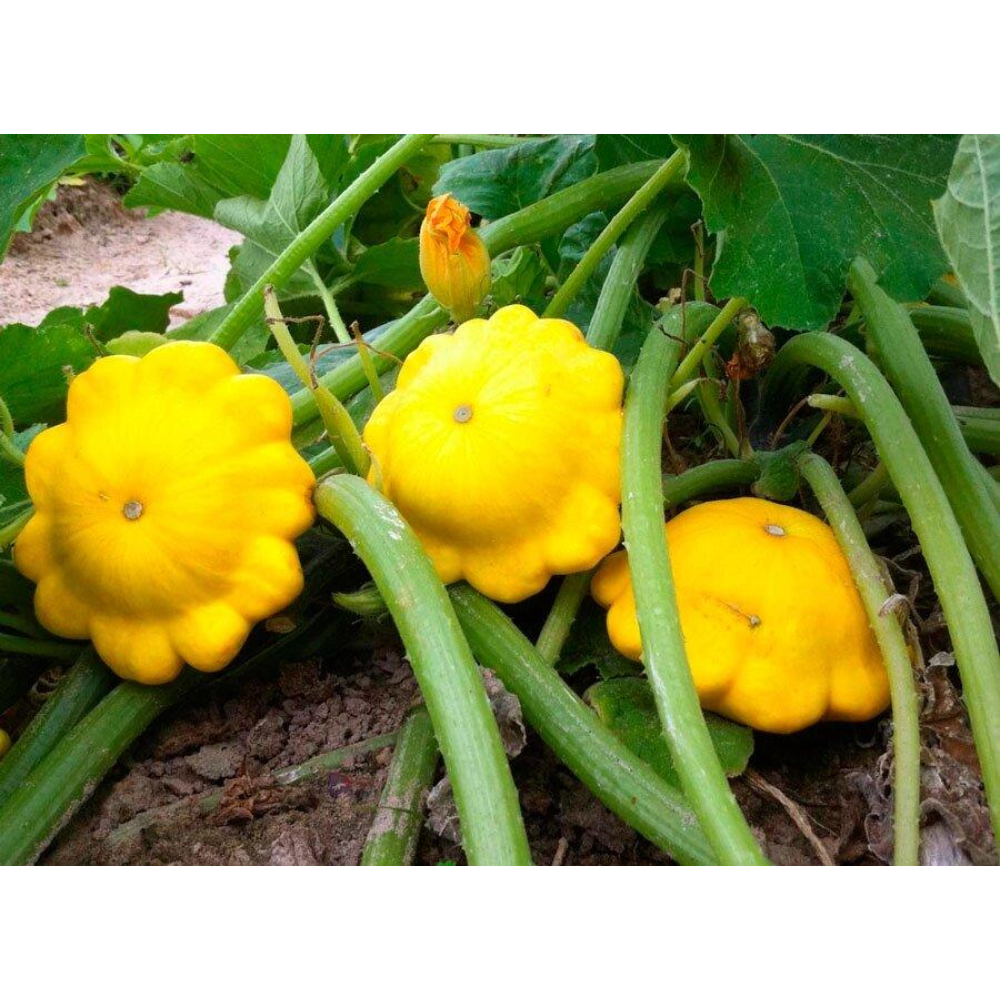 Насіння Патісон жовтий 3г