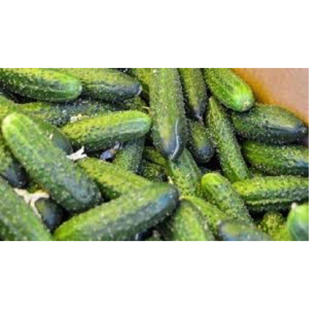 Насіння Огірок Вересневий 5г