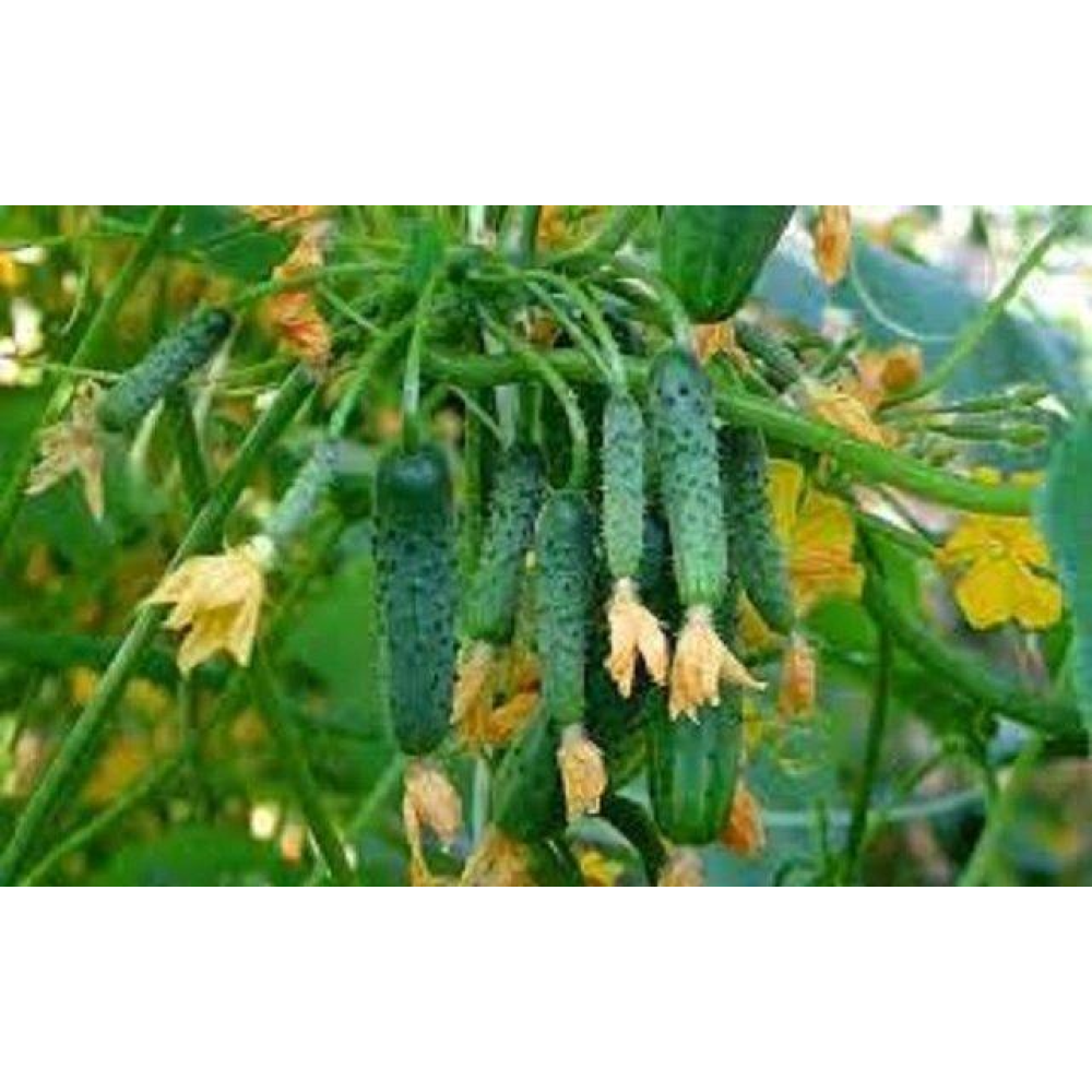 Насіння Огірок Виноградне Гроно 3г