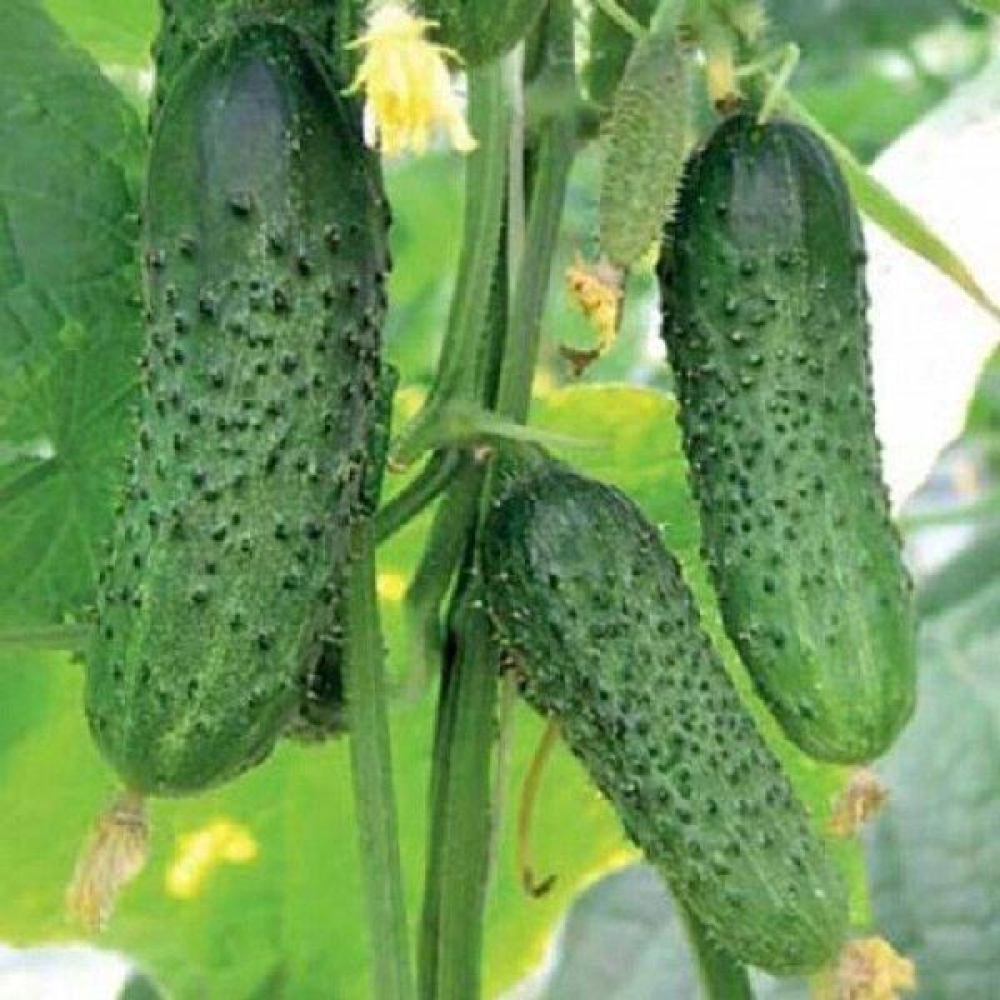 Насіння Огірок Дарунок осені 5г
