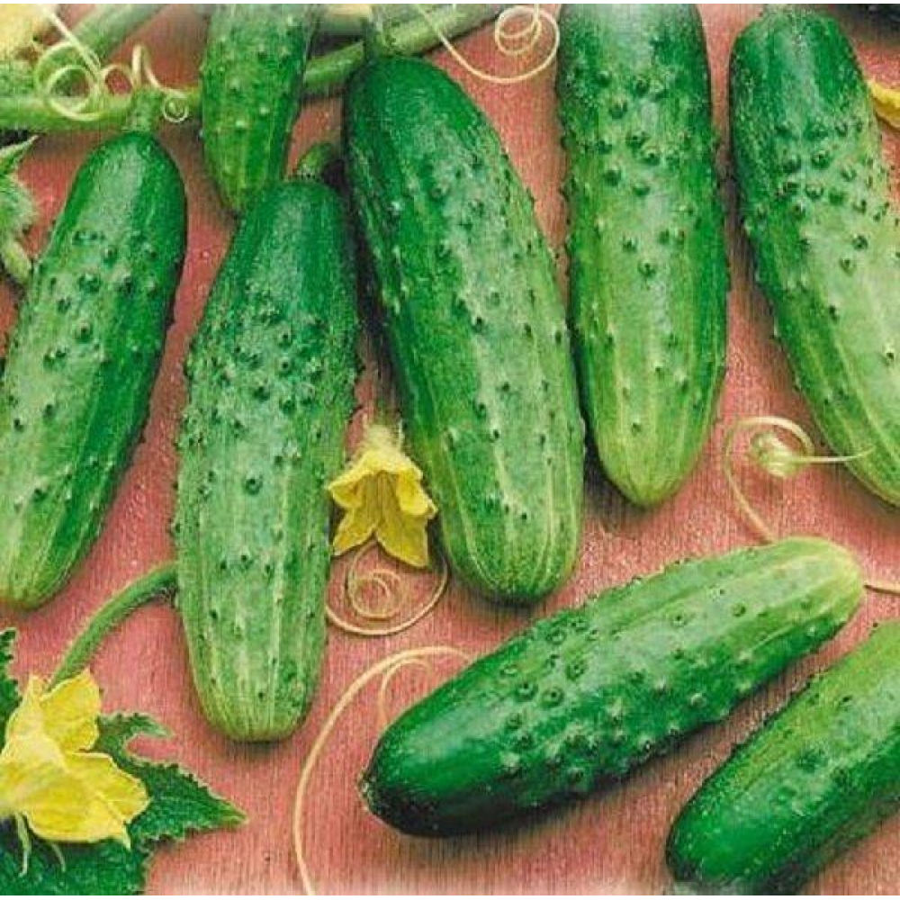 Насіння Огірок Дарунок осені 5г