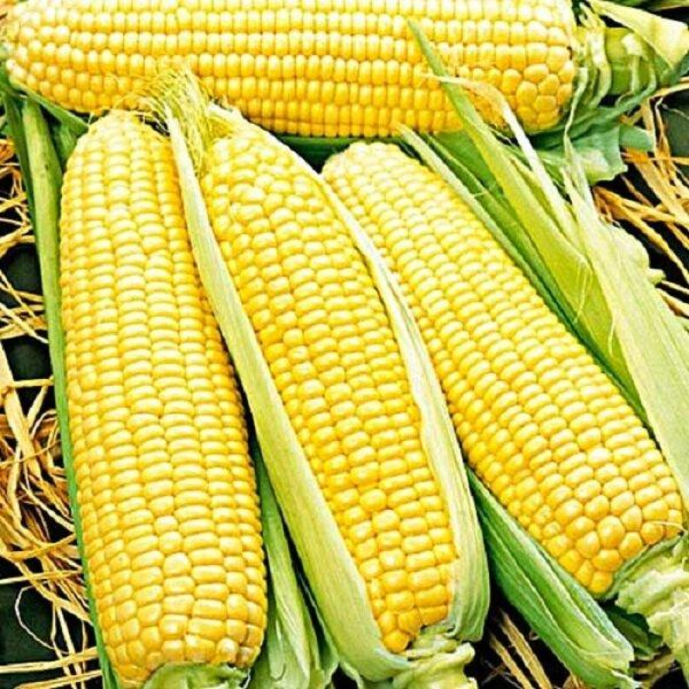 Насіння кукурудза цукрова Солодке намисто 20г