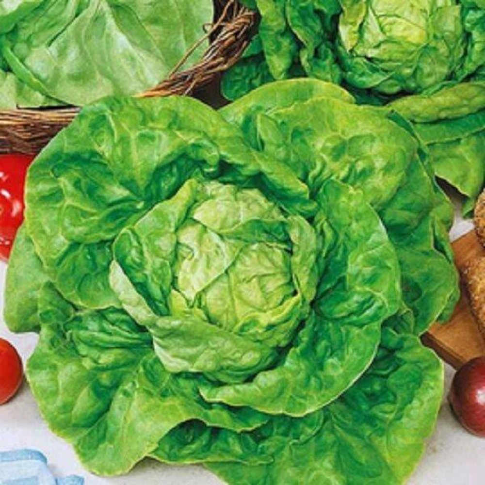 Насіння Салат Майський король 10г