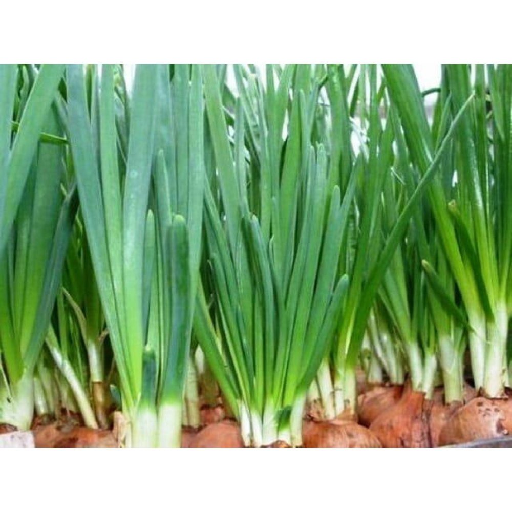 Насіння Цибуля Запашна 1г